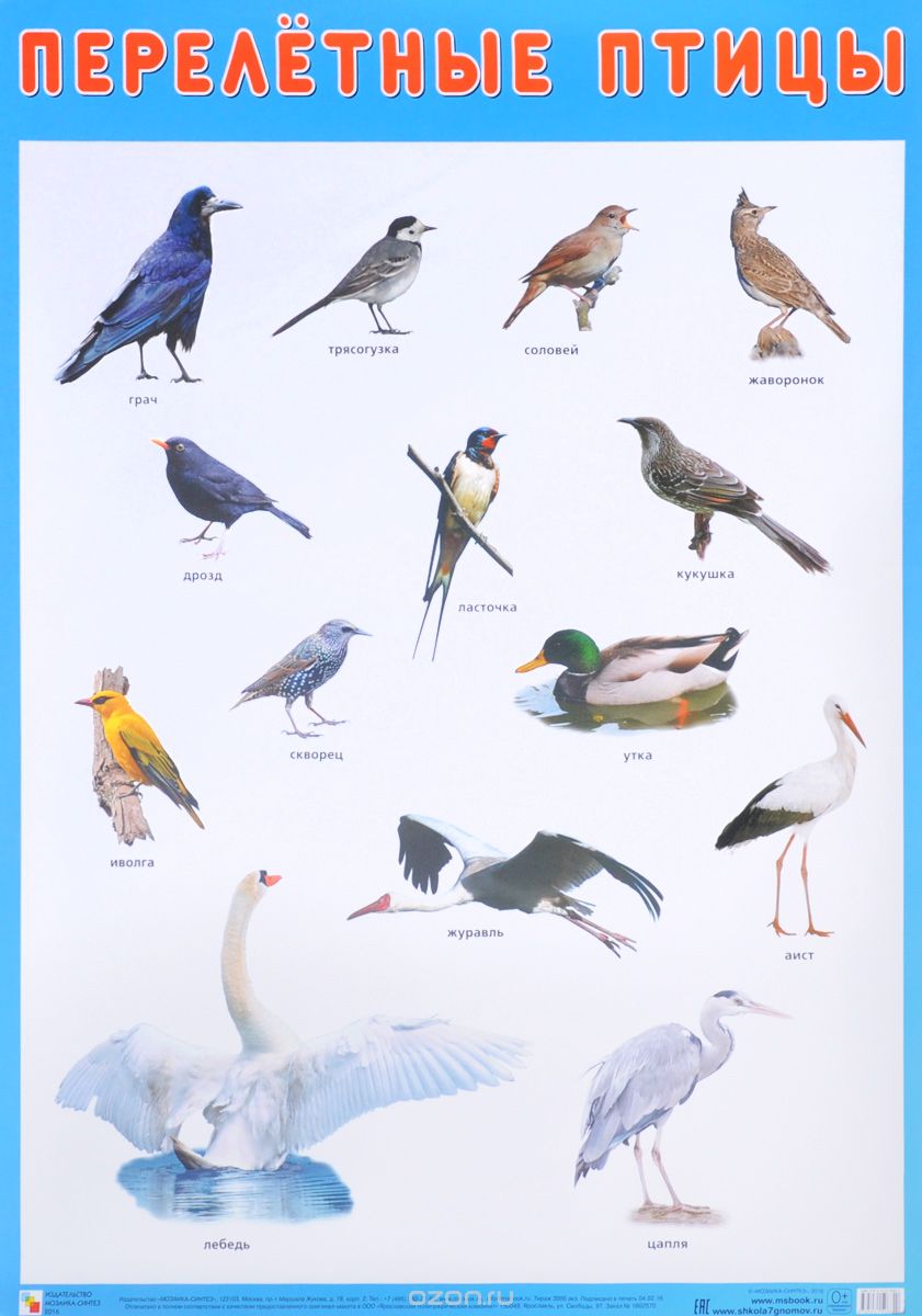 Перелётные птицы. Плакат