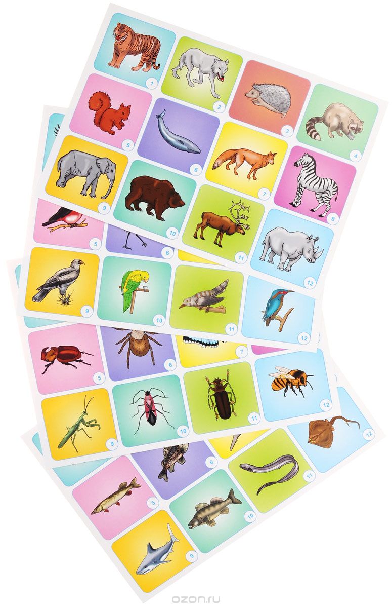 Животные (комплект из 4 плакатов)